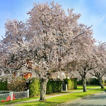 Mahwah Tree Corporation - Tree Services - Our ISA certified arborists understand no two projects are exactly alike. - Tree Services Near Me - Mahwah, New Jersey Mahwah Tree Corporation - Tree Services - Our ISA certified arborists understand no two projects are exactly alike. - Tree Services Near Me - Mahwah, New Jersey