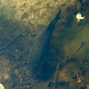 Pittsburgh Botanic Garden - Fish in pond - Botanical Gardens Near Me - Oakdale, Pennsylvania