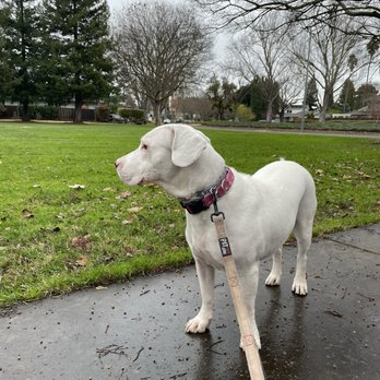 Santa Rita Animal Care - Dog Opal - Veterinarians Near Me - Pleasanton, California Santa Rita Animal Care - Dog Opal - Veterinarians Near Me - Pleasanton, California