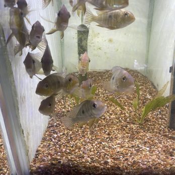 Ocean Blue Aquarium - Aquarium Services Near Me - Casselberry, Florida Ocean Blue Aquarium - Aquarium Services Near Me - Casselberry, Florida