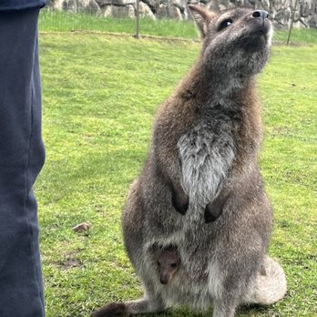 Fall City Wallaby Ranch - Mom and baby - Ranches Near Me - Fall City, Washington