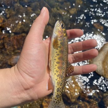 The Trout Fly & Troutfitter - Fishing Near Me - Mammoth Lakes, California The Trout Fly & Troutfitter - Fishing Near Me - Mammoth Lakes, California