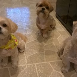 Five star grooming for Lucy Lu, Bentley & Butler!!!! And they got a day at Doggie Day Care.