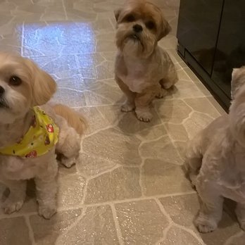 The Green K9 - Five star grooming for Lucy Lu, Bentley & Butler!!!! And they got a day at Doggie Day Care. - Pet Stores Near Me - Mt Dora, Florida