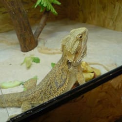 Reptilienshow