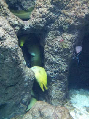 Biarritz Aquarium by null