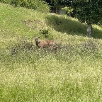 Rancho San Antonio Preserve - Parks Near Me - Los Altos, California Rancho San Antonio Preserve - Parks Near Me - Los Altos, California
