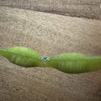 Yi Sushi - Edamame - Sushi Bars Near Me - El Cajon, California Yi Sushi - Edamame - Sushi Bars Near Me - El Cajon, California