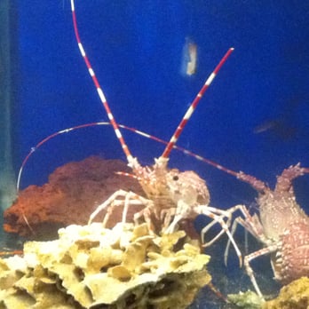 Chez Aldo - langoustes avant de passer en cuisine... - Seafood Near Me - Marseille, 13