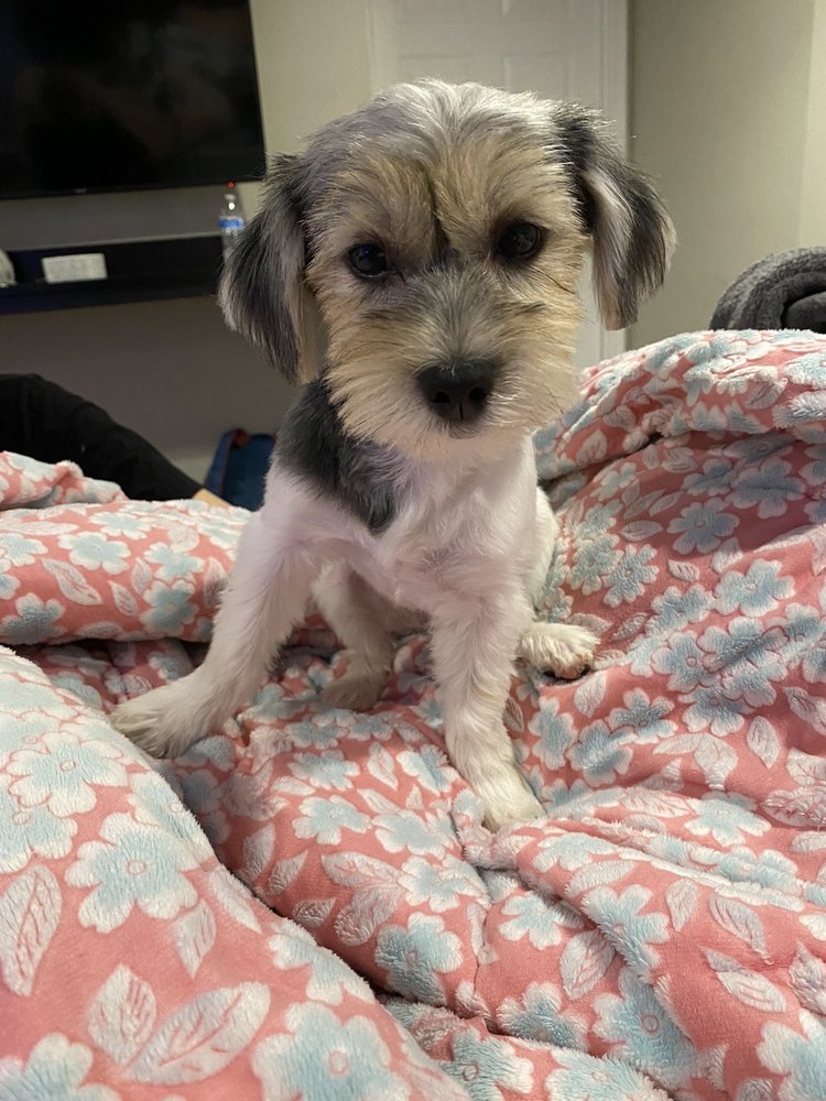 AUDREY LYNN GROOMING 29 Photos & 15 Reviews 12086 Stansbury Dr