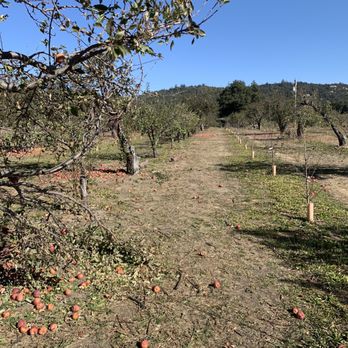 Calico Cidery - Orchard behind the tasting room - Cideries Near Me - Julian, California Calico Cidery - Orchard behind the tasting room - Cideries Near Me - Julian, California