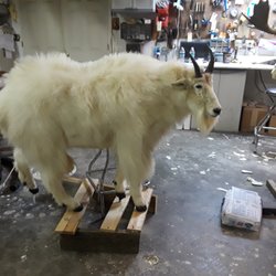 Drake's Animal Art Studio - Just mounted Alaskan goat
