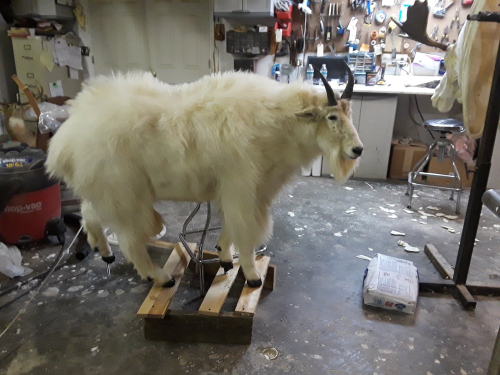 Drake's Animal Art Studio - taxidermy in Lockbourne, OH