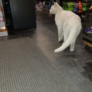 S & S Grocery - a white cat in a grocery store - Grocery Near Me - San Francisco, California S & S Grocery - a white cat in a grocery store - Grocery Near Me - San Francisco, California