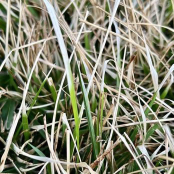 TruGreen Lawn Care - Some blades died. Some blade were unaffected or partially burned. - Tree Services Near Me - Charlotte, North Carolina TruGreen Lawn Care - Some blades died. Some blade were unaffected or partially burned. - Tree Services Near Me - Charlotte, North Carolina