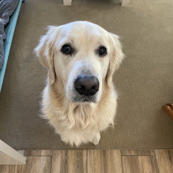 Ashcroft Pet Resort - Dawson waiting to go to Ashcroft. - Pet Sitting Near Me - Ft. Collins, Colorado