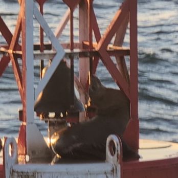 Davey's Locker - Sea Lion on buoy 7/28/2025 - Fishing Near Me - Newport Beach, California