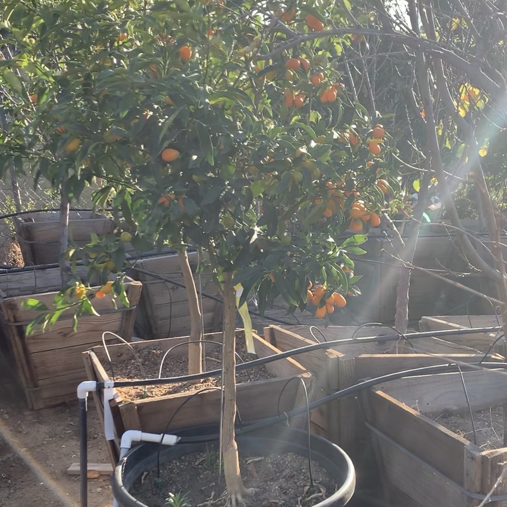 Kumquat Tree (Our dream tree! We bought a smaller one.)