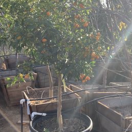 Kumquat Tree (Our dream tree! We bought a smaller one.)