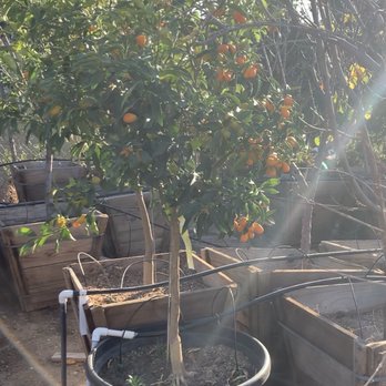 Paradise Nursery www.paradisenursery.com - Kumquat Tree (Our dream tree! We bought a smaller one.) - Nurseries & Gardening Near Me - Chatsworth, California