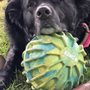 Playful Goose