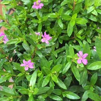 Walmart - False heather - Grocery Near Me - Pearl City, Hawaii Walmart - False heather - Grocery Near Me - Pearl City, Hawaii