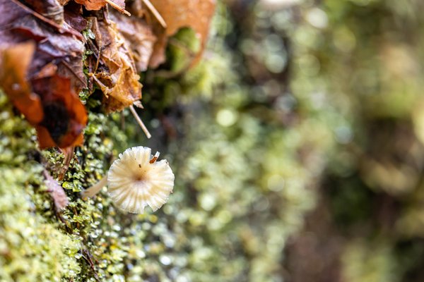 Hoh Rain Forest by null