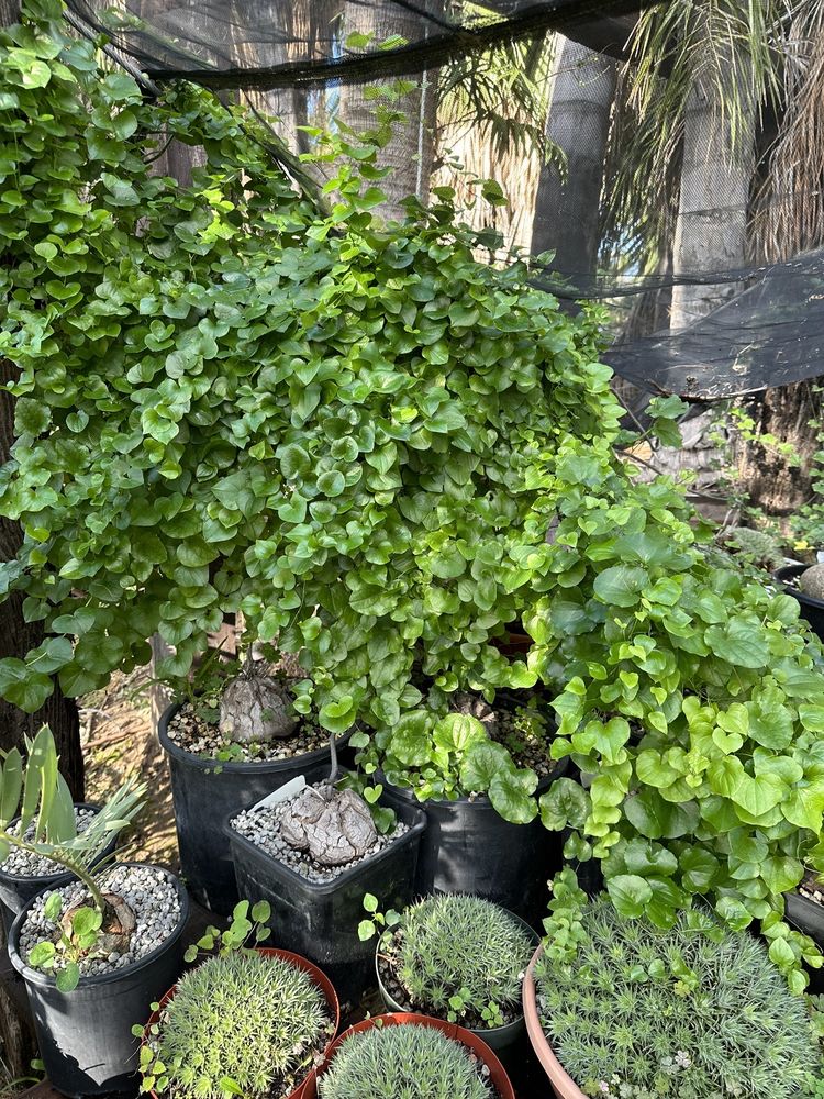 ESTRADA’S PALMS Updated August 2024 264 Basetdale Ave, La Puente