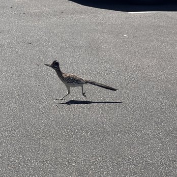 Eureka! - Roadrunner - American Near Me - Bakersfield, California Eureka! - Roadrunner - American Near Me - Bakersfield, California