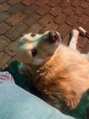 Green Bus Brewing by null