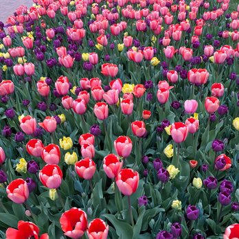 Chicago Botanic Garden - Tulips - Botanical Gardens Near Me - Glencoe, Illinois Chicago Botanic Garden - Tulips - Botanical Gardens Near Me - Glencoe, Illinois
