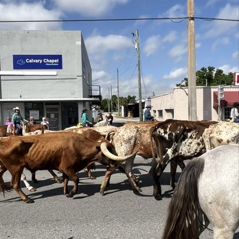 Speckled Perch Festival - Cattle drive in the parade. - Festivals Near Me - Okeechobee, Florida Speckled Perch Festival - Cattle drive in the parade. - Festivals Near Me - Okeechobee, Florida