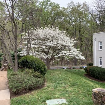 Park Glen Condominium - White American Dogwood - Homeowner Association Near Me - Arlington, Virginia