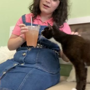 Kitty Kingdom Cat Cafe - Beautiful Tuxedo wanting a sip of Strawberry drink. - Pet Adoption Near Me - Chesapeake, Virginia