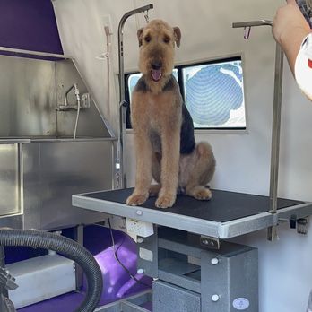 Foxy like Roxy - Pet Groomers Near Me Foxy like Roxy - Pet Groomers Near Me