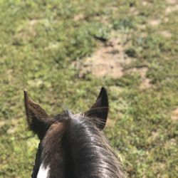Over the Rainbow Farm - "The air of heaven is that which blows between a horse's ears."