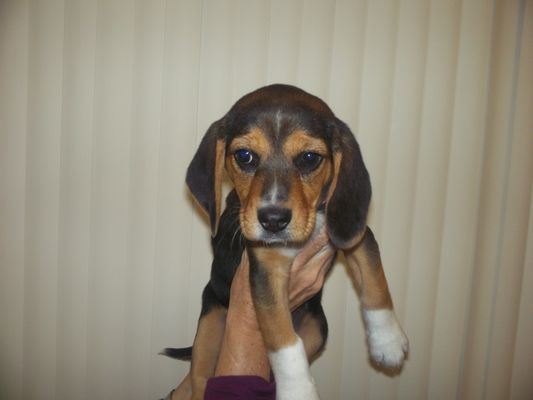 canada del oro pet clinic