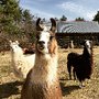 Photo of Starlight Llama Bed & Breakfast