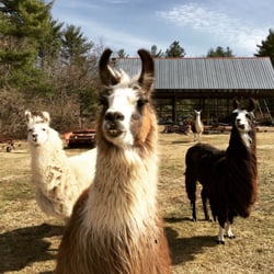 Starlight Llama Bed & Breakfast - Llama greetings!