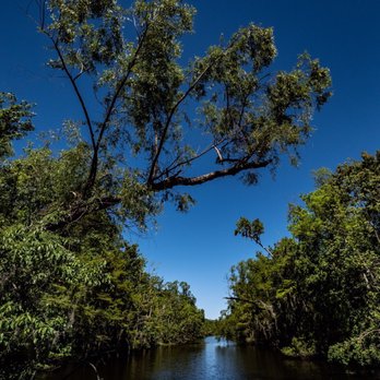 Swamp Adventures - Boat Tours Near Me - Luling, Louisiana Swamp Adventures - Boat Tours Near Me - Luling, Louisiana