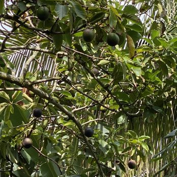 21 Degrees Estate - Avocado! - Tours Near Me - Kaneohe, Hawaii 21 Degrees Estate - Avocado! - Tours Near Me - Kaneohe, Hawaii