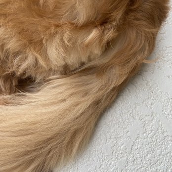Petco - Choppy/uneven cut - Pet Training Near Me - Sarasota, Florida Petco - Choppy/uneven cut - Pet Training Near Me - Sarasota, Florida