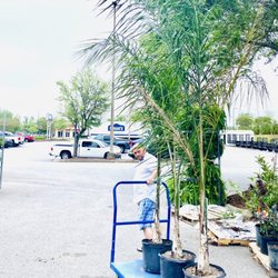 Lowe's Home Improvement - Today is the day! Planting 3 Queen palms in front of my house. Happy Spring! :)