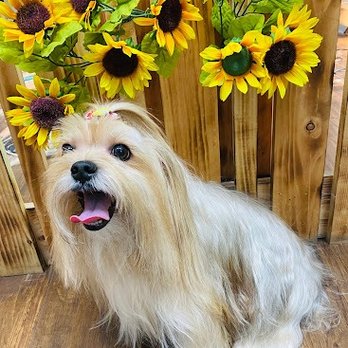 Chic Doggie - Pet Groomers Near Me - Newark, New Jersey