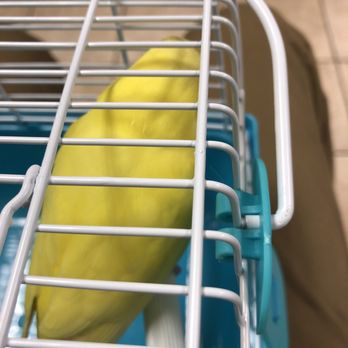 Exotic Bird Hospital - Pre-check up! - Veterinarians Near Me - Jacksonville, Florida Exotic Bird Hospital - Pre-check up! - Veterinarians Near Me - Jacksonville, Florida