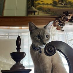 Mary Parker Antiques
