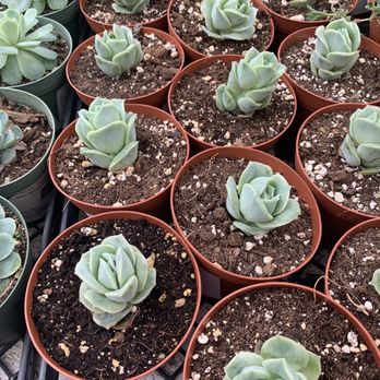 Highway 92 Succulents - Lovely Rose succulent - Nurseries & Gardening Near Me - Half Moon Bay, California Highway 92 Succulents - Lovely Rose succulent - Nurseries & Gardening Near Me - Half Moon Bay, California