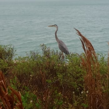 Bill Baggs Cape Florida State Park - Wildlife in their natural habitat - Parks Near Me - Key Biscayne, Florida