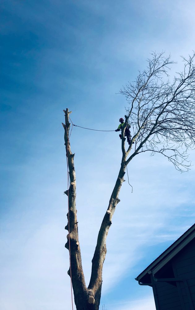 G W Greenwood Tree Service - tree service in Salem, OR