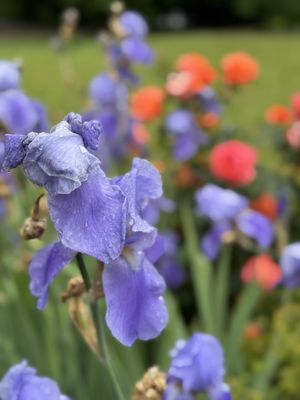 Palmengarten Frankfurt by null